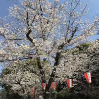 《上野》日本櫻花最前線♡上野花園神社百花齊開