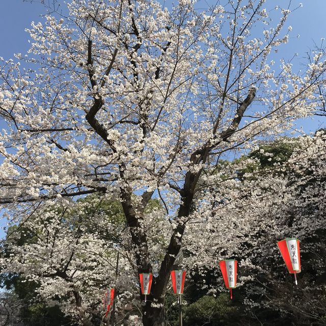 《上野》日本櫻花最前線♡上野花園神社百花齊開