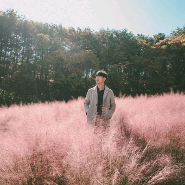 포천 핑크뮬리 명소 평강랜드