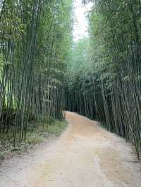  Most of year is Green, Bamboo Forest 