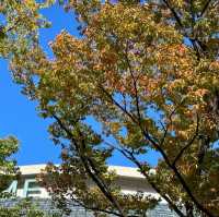 東京ドーム周辺の紅葉