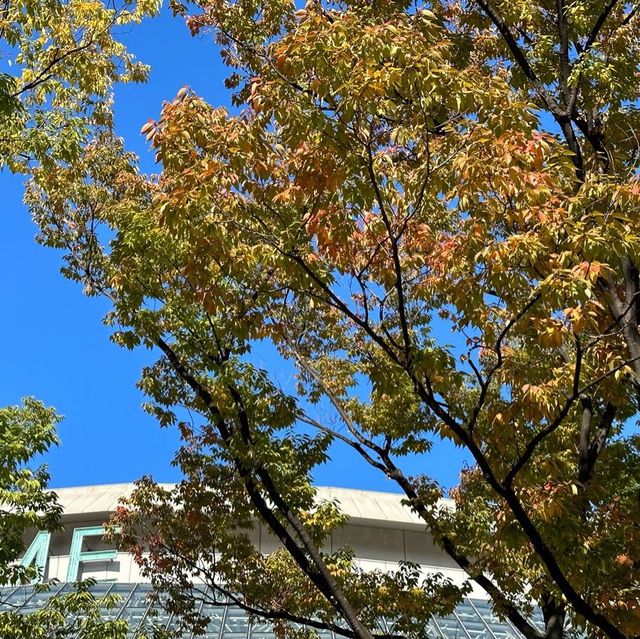 東京ドーム周辺の紅葉