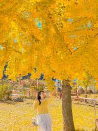 살랑살랑 은행나무 그네타기💛