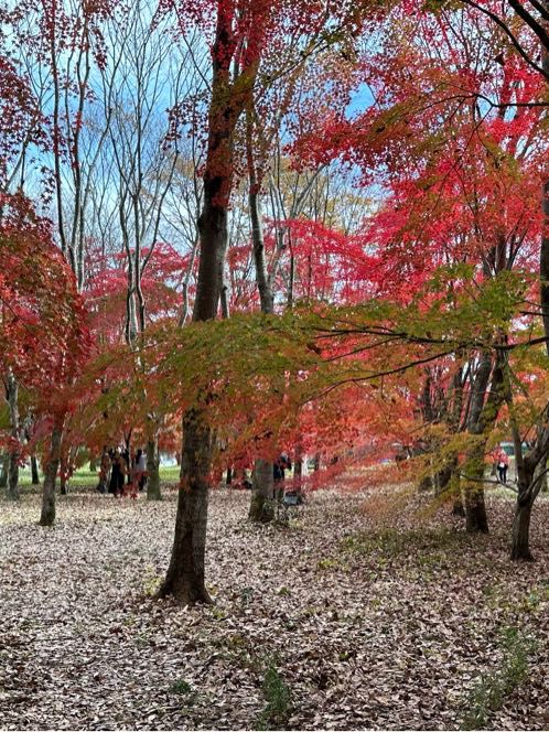 【熊本】熊本で紅葉狩りと大観峰に