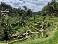 Ubud Rice fields 🍚 🌾 BALI 