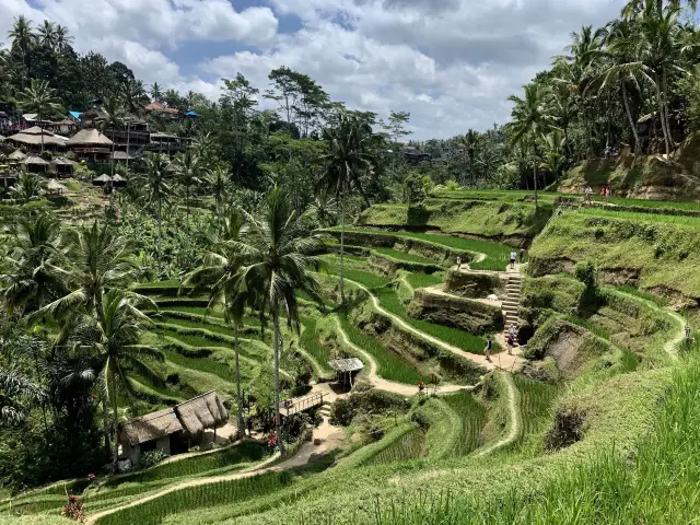 Ubud Rice fields 🍚 🌾 BALI 