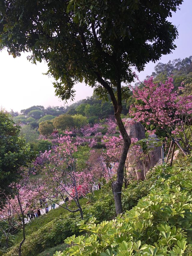 Sakura Blossom in Xiamen 