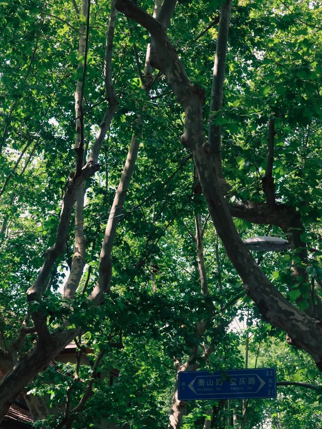 Former French Concession, Shanghai🌿🌱