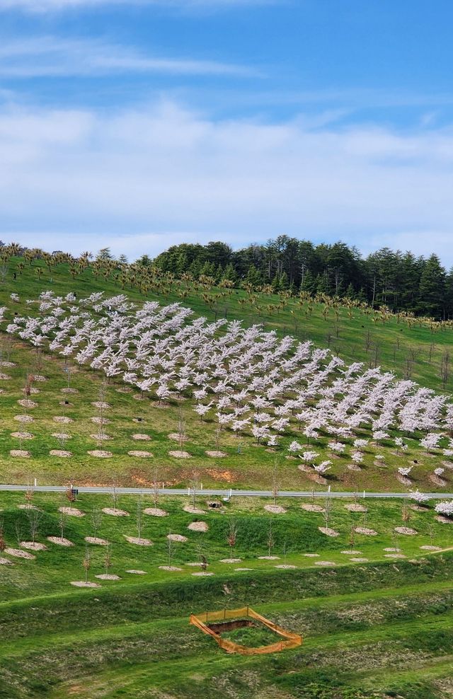 Enjoy the flowers at Canberra Arboretum.