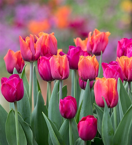 Perch Hill Garden Open Day - Thursday 25th June 2026 | Sarah Raven Perch Hill Farm