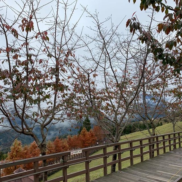 【台灣南投 清境農場】 一生必去｜高山之旅