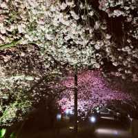 【伊豆】河津桜