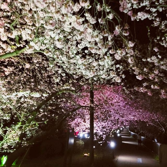 【伊豆】河津桜