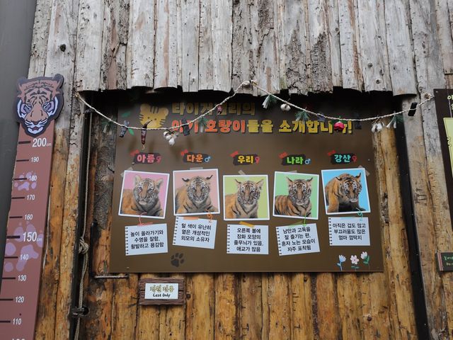 에버랜드 동물친구들을 만나고 왔어요!