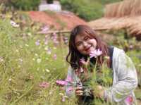 ดอกไม้บานบนดอยสูง