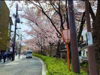 京都　KYOTO SAKURA桜めぐり❗️高瀬川沿いの桜に感動❗️