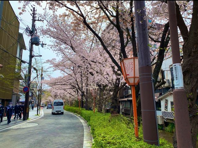 京都　KYOTO SAKURA桜めぐり❗️高瀬川沿いの桜に感動❗️