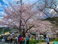 京都　SAKURA 桜めぐり❗️JR山科駅〜毘沙門堂まで散策してみた！