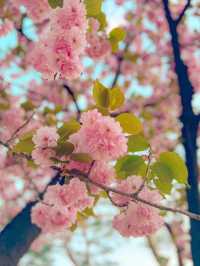 [서울] 서울 겹벚꽃은 어디에⁉️ 보라매공원🌸