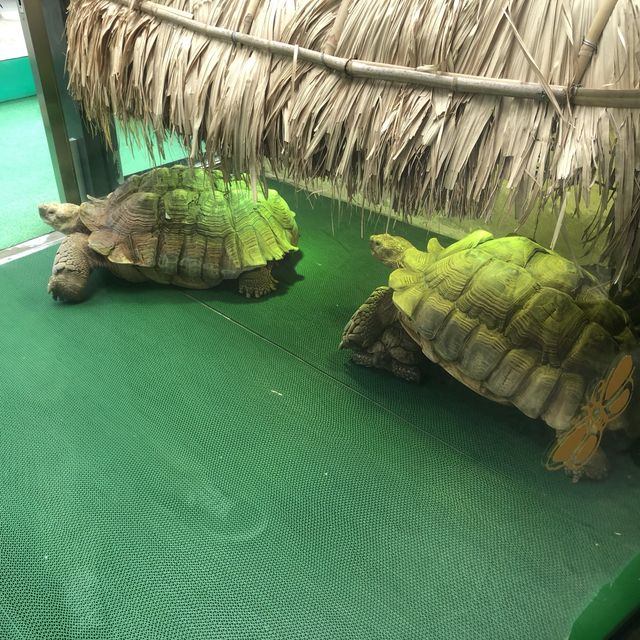 認識爬蟲類好地方