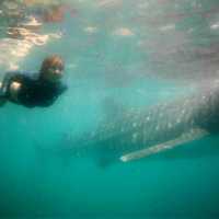 Whale Watching Oslob Cebu