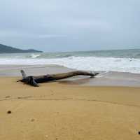 หาดไม้ขาว ภูเก็ต