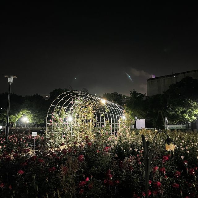 밤에도 예쁜 매력적인 장미공원🌹