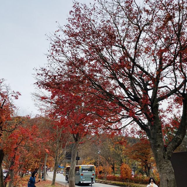 🇯🇵 又到了欣賞紅葉的秋季 — 河口湖楓葉迴廊