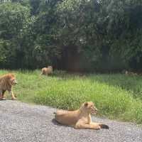 泰國曼谷Safari World 野生動物園世界