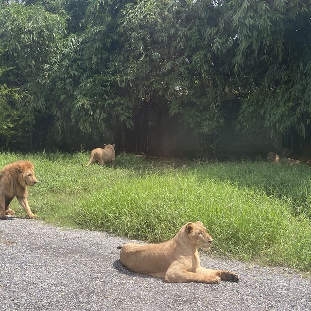 泰國曼谷Safari World 野生動物園世界