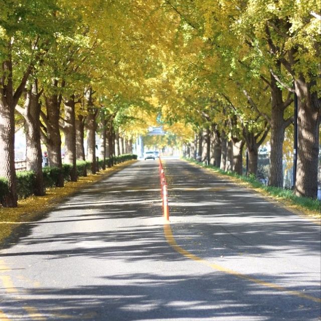 Asan Gingko Tree 