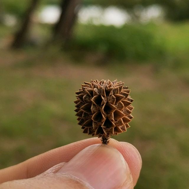 เส้นทางชมป่าโกงกางที่สวนสะพานหิน 
