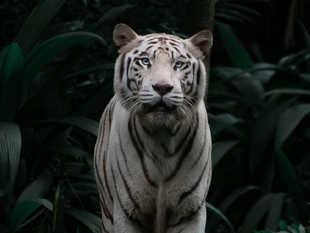 Singapore Zoo