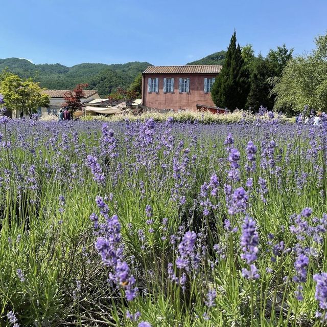 [고성] 하늬라벤더팜💐