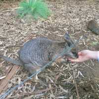 [호주 애들레이드] cleland wildlife park 