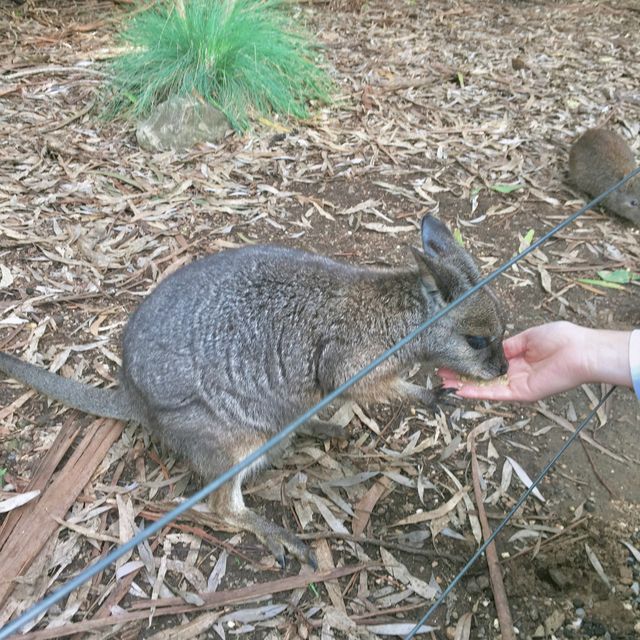 [호주 애들레이드] cleland wildlife park 
