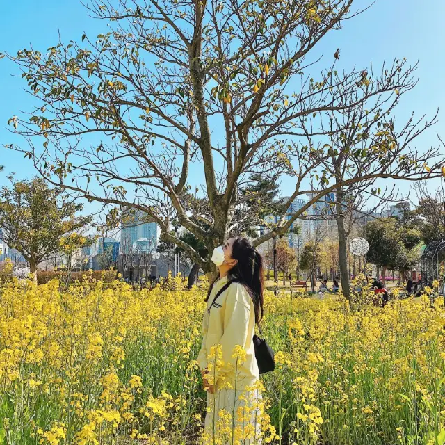 부산시민공원 유채꽃밭에서 사진 남겨보아요!