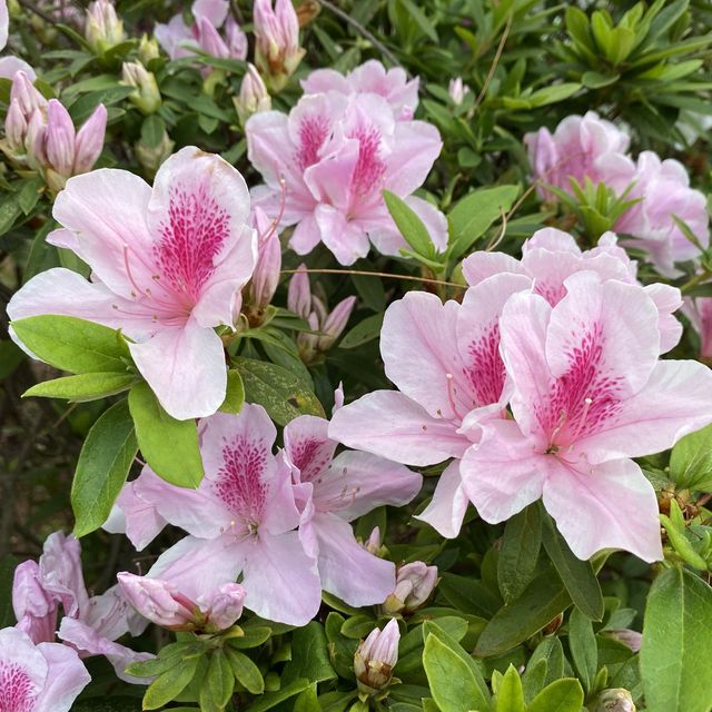 ［維多利亞公園］- 賞花好時機🌸🌺💐