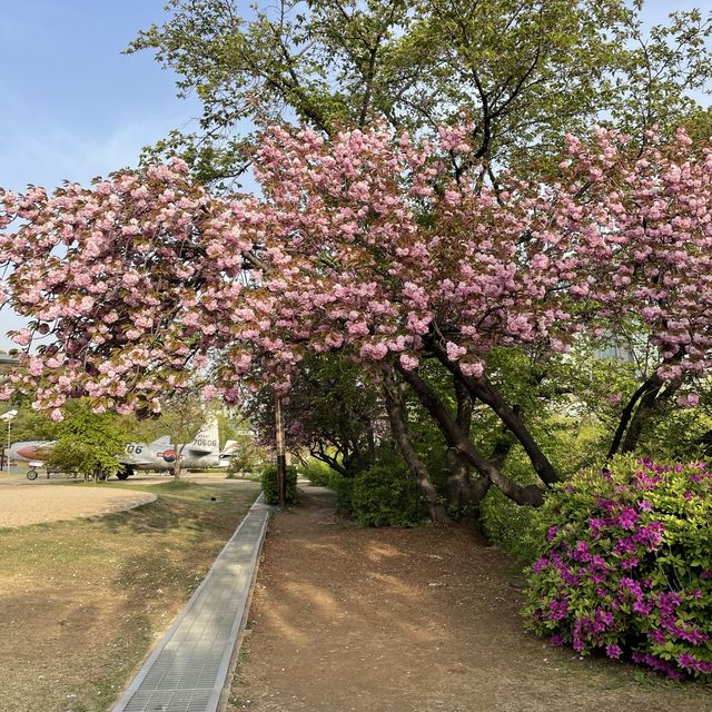 서울 겹벚꽃 명소, 보라매공원