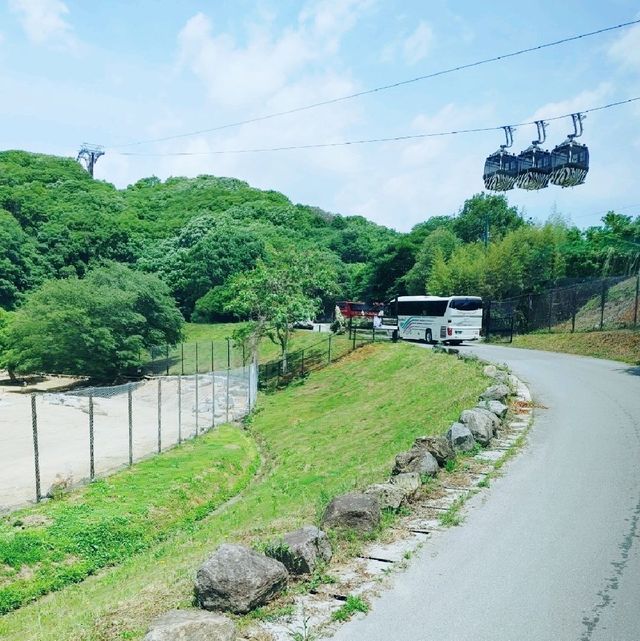 大自然を目の前に　ドライブスルーサファリ　姫路セントラル・パーク