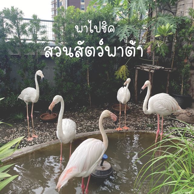 พาไปชิค สวนสัตว์พาต้า🐑