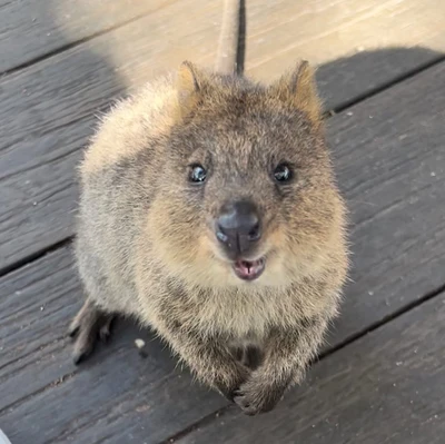 Have you met the happiest animal on Earth? 😄  Rottnest Island  Travelogues