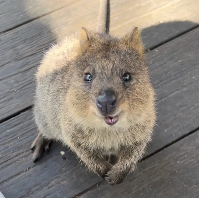Have you met the happiest animal on Earth? 😄 Rottnest Island Travelogues Have you met the happiest animal on Earth? 😄 Rottnest Island Travelogues