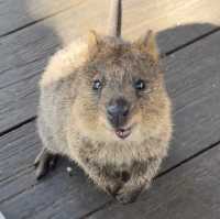 Have you met the happiest animal on Earth? 😄