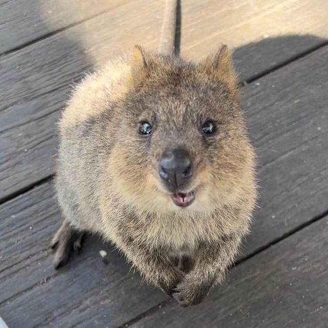 Have you met the happiest animal on Earth? 😄