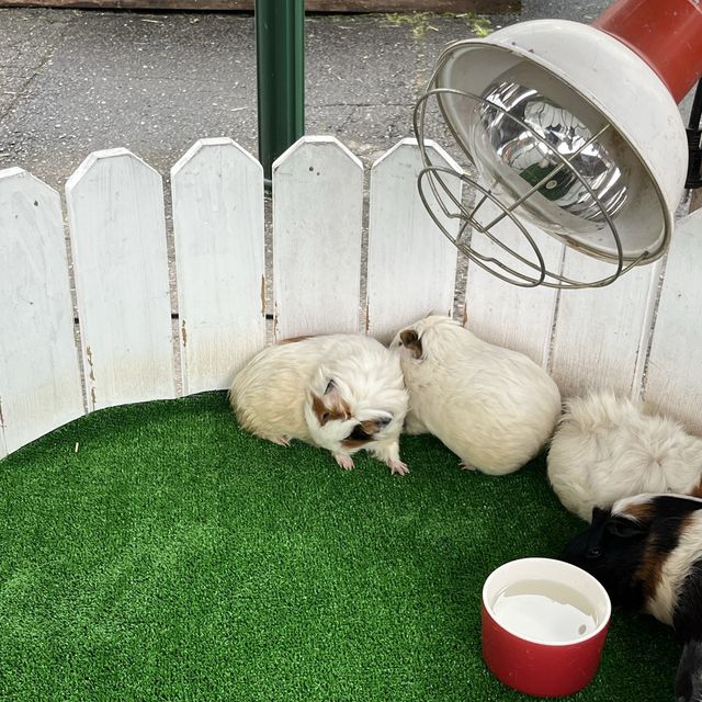 【栃木】レトロな遊園地🎡那須ハイランドパーク
