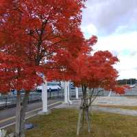 岩手県！花巻空港の紹介～秋～