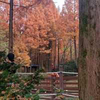Autumn in Jangtaesan 