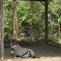 Cebu Safari