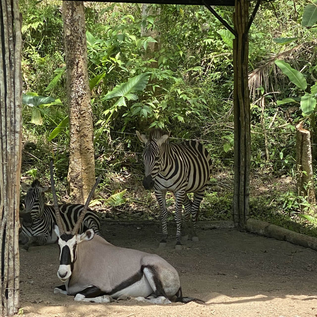 Cebu Safari